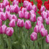 Тюльпан Санкт Петербург (Tulipa Saint Petersburg), 10 шт (разбор 12/14)