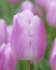 Тюльпан Санкт Петербург (Tulipa Saint Petersburg), 10 шт (разбор 12/14)