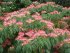 Альбиция Помпадур, 3 шт семян