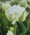 Тюльпан Сноу Кристал (Tulipa Snow Crystal), 5 шт (разбор 12/14)
