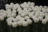 Тюльпан Сноу Кристал (Tulipa Snow Crystal), 5 шт (разбор 12/14)