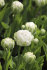 Тюльпан Сноу Кристал (Tulipa Snow Crystal), 5 шт (разбор 12/14)