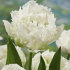 Тюльпан Сноу Кристал (Tulipa Snow Crystal), 5 шт (разбор 12/14)
