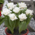 Тюльпан Сноу Кристал (Tulipa Snow Crystal), 5 шт (разбор 12/14)