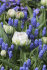 Тюльпан Сноу Кристал (Tulipa Snow Crystal), 5 шт (разбор 12/14)