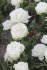 Тюльпан Сноу Кристал (Tulipa Snow Crystal), 5 шт (разбор 12/14)