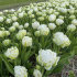 Тюльпан Сноу Кристал (Tulipa Snow Crystal), 5 шт (разбор 12/14)