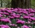 Тюльпан Лайлак Перфекшн (Tulipa Lilac Perfection), 10 шт (разбор 12/14)