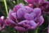 Тюльпан Лайлак Перфекшн (Tulipa Lilac Perfection), 10 шт (разбор 12/14)