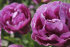 Тюльпан Лайлак Перфекшн (Tulipa Lilac Perfection), 10 шт (разбор 12/14)