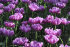 Тюльпан Лайлак Перфекшн (Tulipa Lilac Perfection), 10 шт (разбор 12/14)