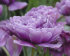 Тюльпан Лайлак Перфекшн (Tulipa Lilac Perfection), 10 шт (разбор 12/14)