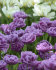 Тюльпан Лайлак Перфекшн (Tulipa Lilac Perfection), 10 шт (разбор 12/14)