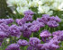 Тюльпан Лайлак Перфекшн (Tulipa Lilac Perfection), 10 шт (разбор 12/14)