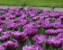 Тюльпан Лайлак Перфекшн (Tulipa Lilac Perfection), 10 шт (разбор 12/14)