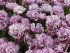 Тюльпан Лайлак Перфекшн (Tulipa Lilac Perfection), 10 шт (разбор 12/14)
