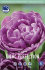 Тюльпан Лайлак Перфекшн (Tulipa Lilac Perfection), 10 шт (разбор 12/14)