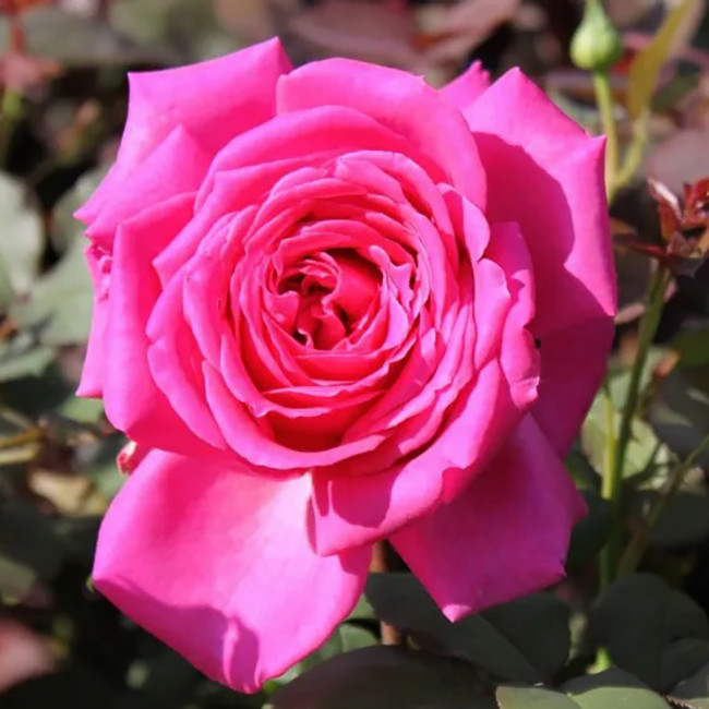 Роза Парпл Фрагранс (Purple Fragrance), 1 шт