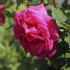 Роза Парпл Фрагранс (Purple Fragrance), 1 шт