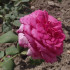 Роза Парпл Фрагранс (Purple Fragrance), 1 шт
