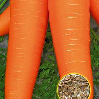 Морковь Рафинад, 2 г