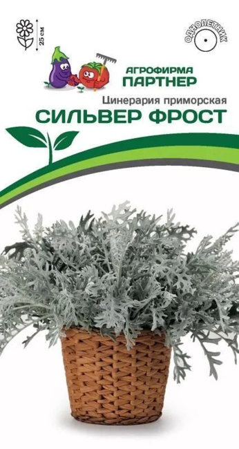 Цинерария Приморская Сильвер Фрост, 15 шт семян