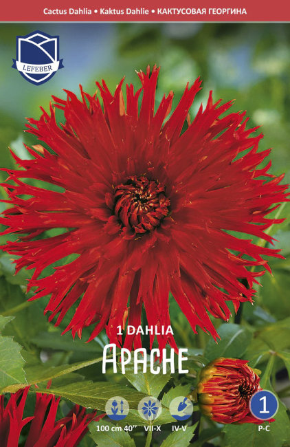 Георгина кактусовидная Апачи (Apache), 1 шт