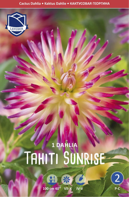 Георгина кактусовидная Таити Санрайз (Tahiti Sunrise), 1 шт