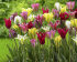 Тюльпан зеленоцветный смесь (Tulipa Viridiflora Mixed), 10 шт (разбор 12/14)