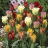 Тюльпан зеленоцветный смесь (Tulipa Viridiflora Mixed), 10 шт (разбор 12/14)