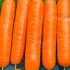 Морковь Барыня (лента 8 м)