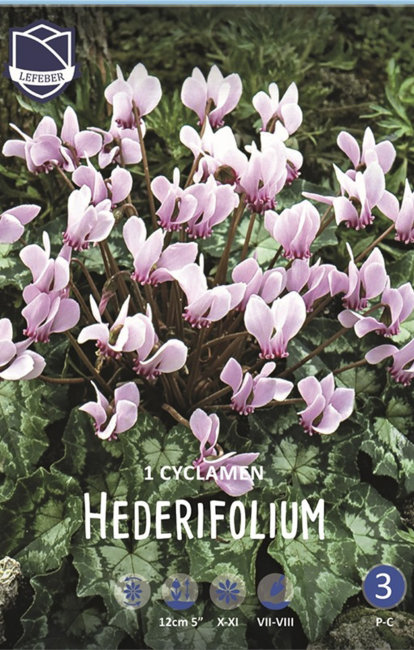 Цикламен Неаполитанский (плющелистный) (Cyclamen hederifolium), 1 шт (разбор 25/30)
