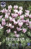 Цикламен Неаполитанский (плющелистный) (Cyclamen hederifolium), 1 шт (разбор 25/30)