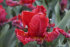 Тюльпан Рококо (Tulipa Rococo), 10 шт (разбор 11/12)