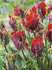 Тюльпан Рококо (Tulipa Rococo), 10 шт (разбор 11/12)