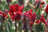 Тюльпан Рококо (Tulipa Rococo), 10 шт (разбор 11/12)