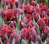 Тюльпан Рококо (Tulipa Rococo), 10 шт (разбор 11/12)