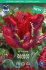 Тюльпан Рококо (Tulipa Rococo), 10 шт (разбор 11/12)