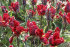 Тюльпан Рококо (Tulipa Rococo), 10 шт (разбор 11/12)