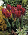 Тюльпан Рококо (Tulipa Rococo), 10 шт (разбор 11/12)