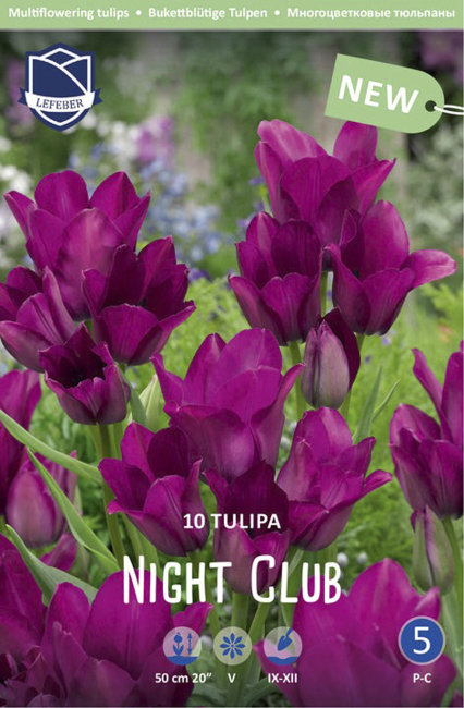 Тюльпан Найт Клаб (Tulipa Night Club), 10 шт (разбор 12/14)