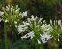 Агапантус Альбифлора (Agapanthus albiflora), 1 шт