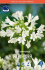 Агапантус Альбифлора (Agapanthus albiflora), 1 шт
