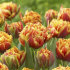 Тюльпан Голд Даст (Tulipa Gold Dust), 5 шт (разбор 12/14)