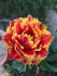 Тюльпан Голд Даст (Tulipa Gold Dust), 5 шт (разбор 12/14)