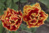 Тюльпан Голд Даст (Tulipa Gold Dust), 5 шт (разбор 12/14)