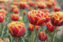 Тюльпан Голд Даст (Tulipa Gold Dust), 5 шт (разбор 12/14)