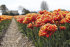Тюльпан Голд Даст (Tulipa Gold Dust), 5 шт (разбор 12/14)