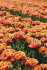 Тюльпан Голд Даст (Tulipa Gold Dust), 5 шт (разбор 12/14)