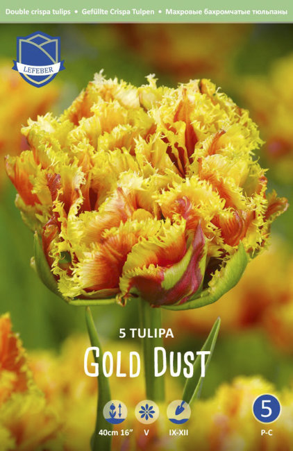 Тюльпан Голд Даст (Tulipa Gold Dust), 5 шт (разбор 12/14)
